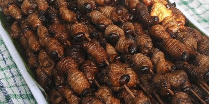 Cara Menikmati Ulat Sagu, Dari Mentah hingga Sate