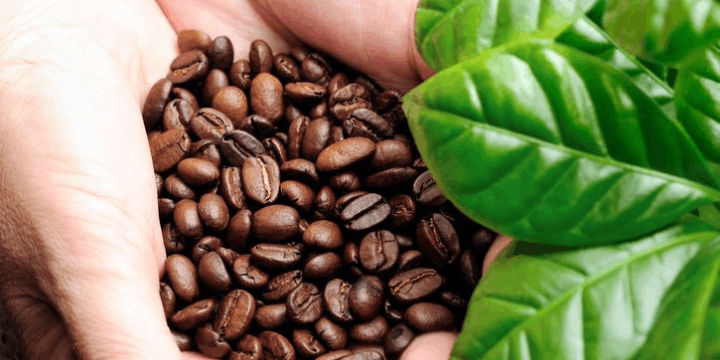 Kopi Wamena di Tahun 2026, Menembus Pasar Global