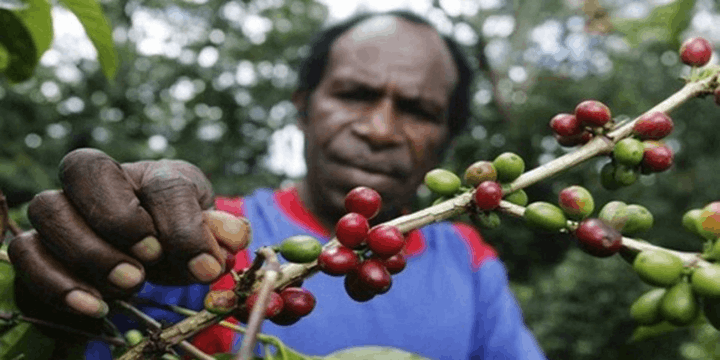 Lembah Baliem, Tanah Kelahiran Kopi Organik Terbaik