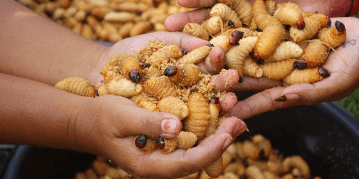 Melawan Stigma Makanan Ekstrem