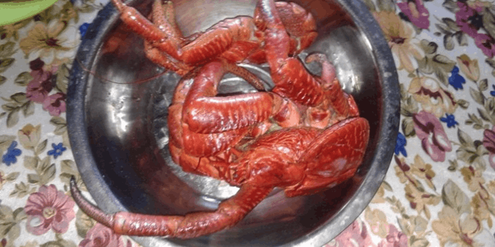 Gatang Kenari dalam Upacara Adat dan Budaya Lokal